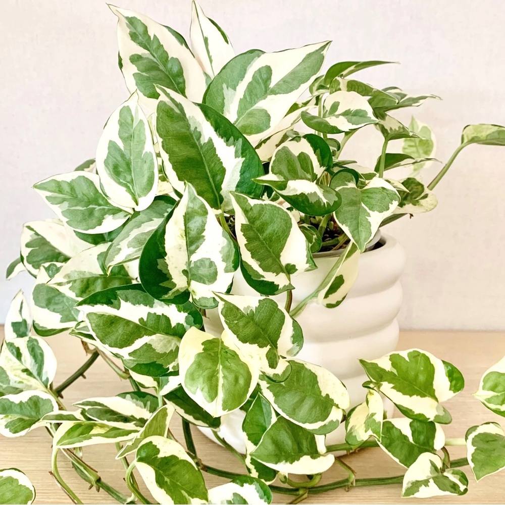 Various Plants & Vases